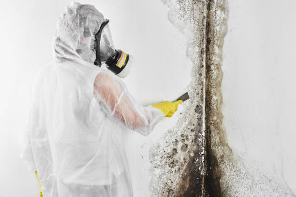 Best Same-Day Mold Removal  in Tampa, FL