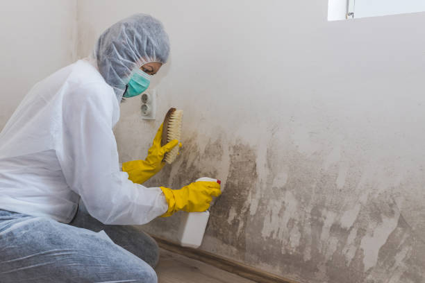 Best Attic Mold Removal  in Tampa, FL