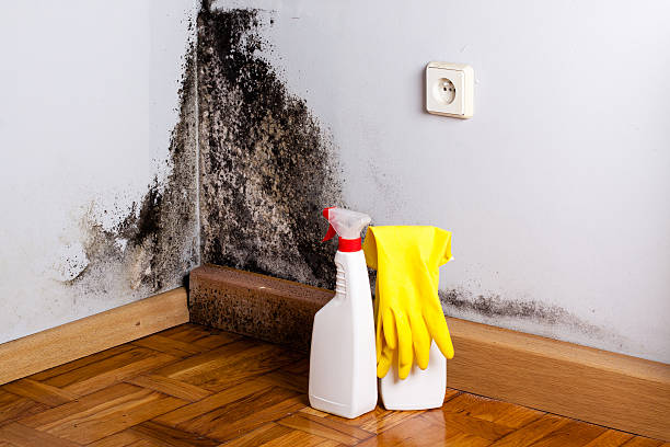 Reliable Tampa, FL Mold Removal Solutions