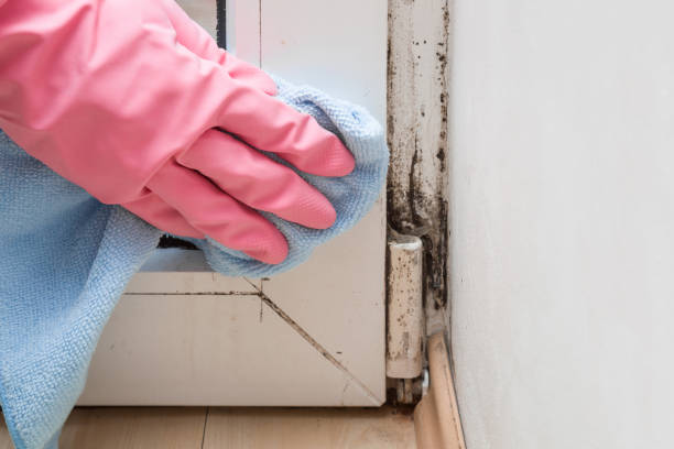 Best Toxic Mold Removal  in Tampa, FL